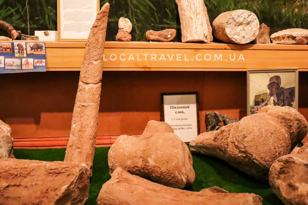суставы Южного слона в музее