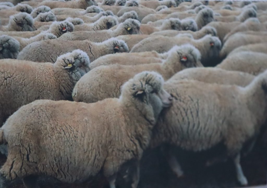 Мериносовые овцы
