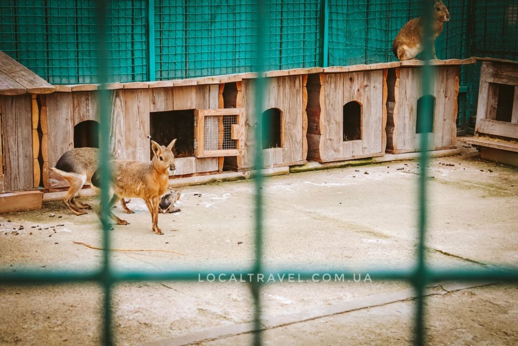 Бердянский зоопарк "Сафари"
